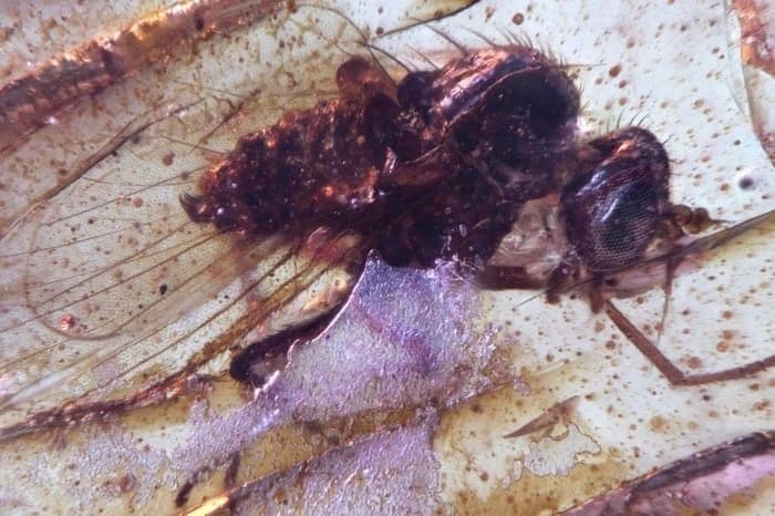 ilmuwan_temukan_serangga_purba_terawetkan_dalam_amber_di_ekuador