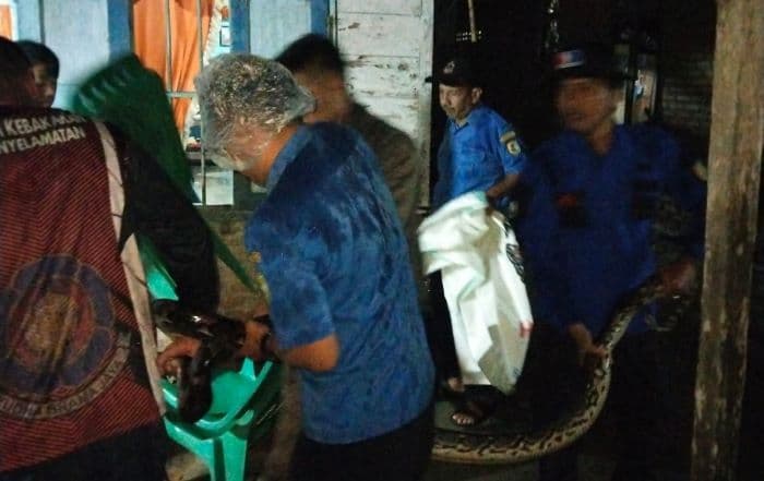 damkar_sergai_evakuasi_ular_piton_45_meter_dari_rumah_warga_di_sei_rampah