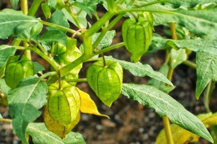 daun_ciplukan_punya_banyak_manfaat_kesehatan_bisa_lindungi_sel_saraf