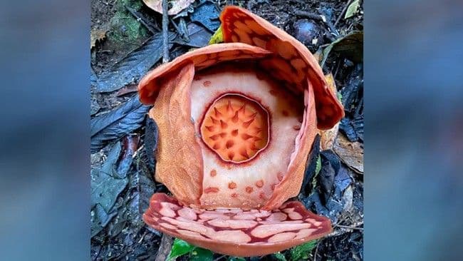 rafflesia_hasseltii_ditemukan_di_sumatera_barat_setelah_13_tahun_pencarian