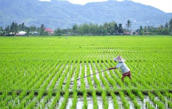 arahan_menko_pangan_soal_beli_hasil_tani_dari_petani_begini_langkah_pemkab_simalungun