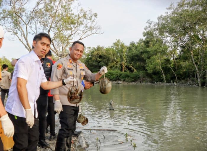 disita_dari_gudang_di_talawi_300_ekor_blankas_dilepas_di_pantai_perupuk_kecamatan_lima_puluh_pesisir