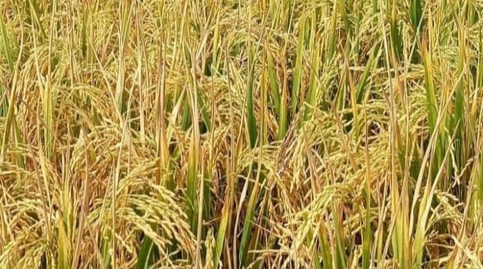 harga_padi_relatif_tinggi_sejak_tiga_tahun_terakhir_ekonomi_petani_di_toba_membaik_