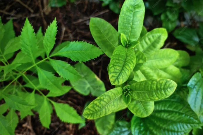 fenomena_pagi_idulfitri_terasa_hening_dan_daun_tak_bergerak_ini_penjelasan_ilmiahnya