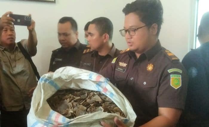 saksi_tak_datang_sidang_kasus_perdagangan_sisik_trenggiling_di_asahan_ditunda