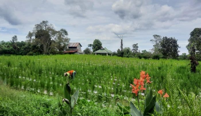 harga_melonjak_tinggi_kelangkaan_pupuk_urea_subsidi_berdampak_ke_petani_simalungun