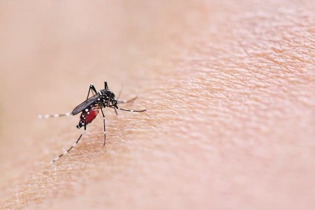 musim_kemarau_idai_ingatkan_risiko_dbd_meningkat_akibat_penampungan_air