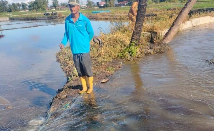 puluhan_hektar_sawah_di_laguboti_terendam_banjir_warga_minta_perhatian_pemkab_toba