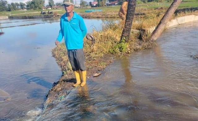 puluhan_hektar_sawah_di_laguboti_terendam_banjir_warga_minta_perhatian_pemkab_toba