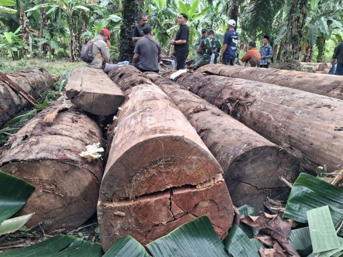 tim_gakkum_kemenhut_dua_kali_tindak_illegal_logging_di_asahan_dalam_sepekan