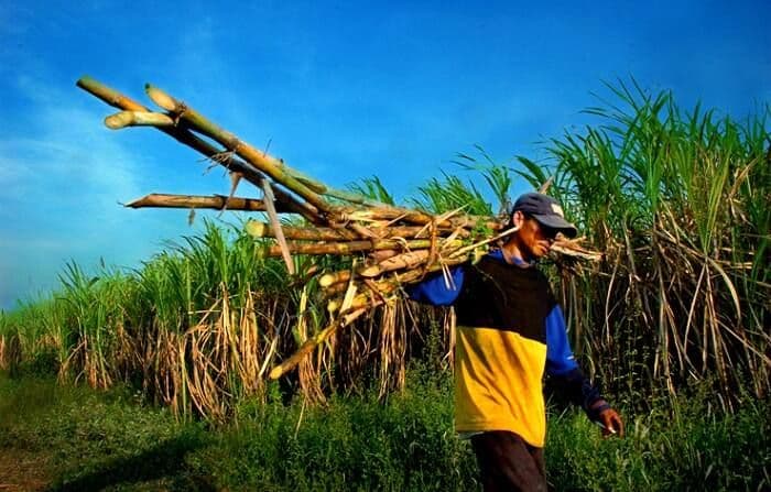 kur_petani_turun_pengamat_upaya_mendukung_swasembada_gula