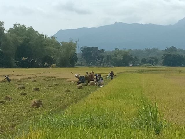 hama_tikus_serang_sawah_toba_distan_ungkap_penyebab_dan_dampak_panen_turun