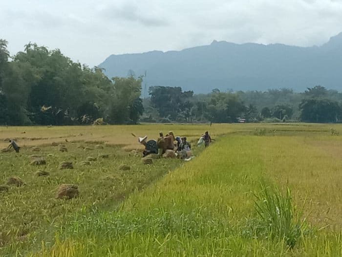 hasil_panen_padi_di_desa_siantar_dangsina_menurun_hingga_50_persen