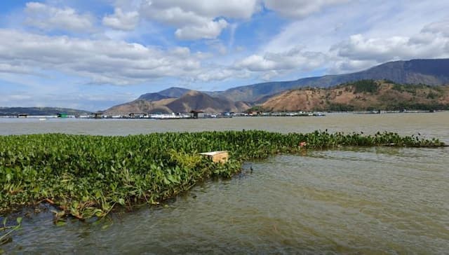air_danau_toba_keruh_ikan_mati_massal_dlh_ancaman_serius_bagi_ekosistem