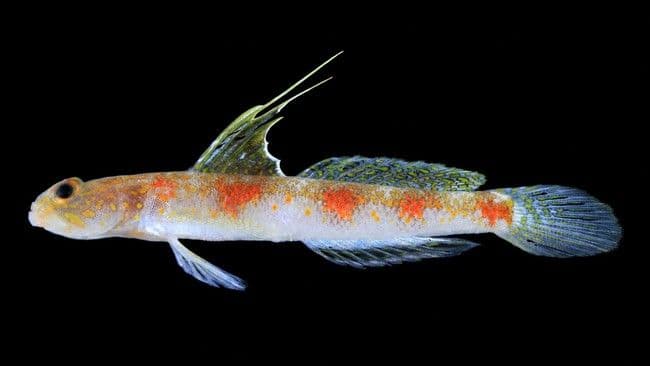 brin_temukan_spesies_baru_ikan_gobi_udang_di_banyuwangi_punya_corak_jingga_mencolok