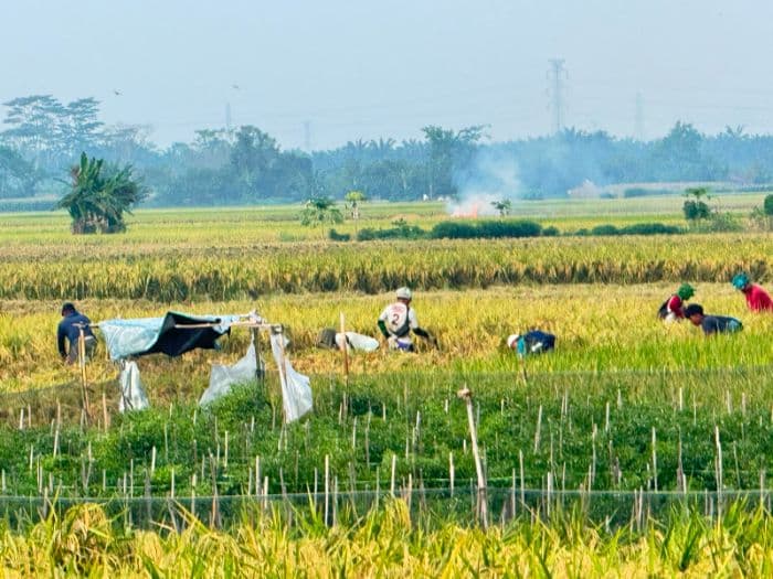 harga_gabah_basah_di_deli_serdang_naik_rp400_per_kilogram