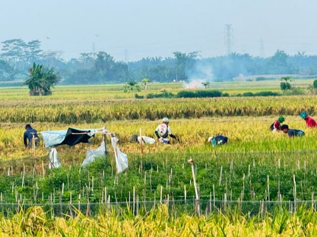 harga_gabah_basah_di_deli_serdang_naik_rp400_per_kilogram