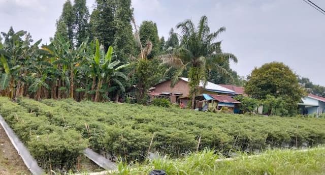 harga_cabai_merah_tembus_rp100_ribu_tak_semua_petani_deli_serdang_kebagian_untung