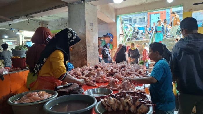 peningkatan_pasokan_minim_harga_ayam_di_sumut_diprediksi_masih_mahal