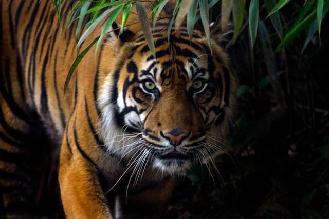 diserang_tiga_ekor_harimau_sumatera_begini_kondisi_butet_setelah_bertarung_tanpa_alat_bantu