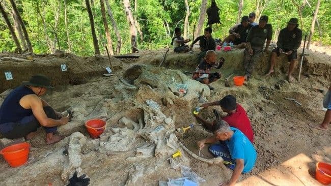 fosil_gajah_purba_stegodon_ditemukan_utuh_di_pegunungan_nganjuk