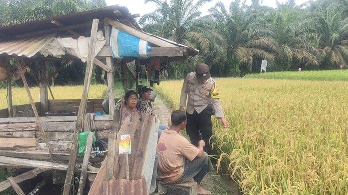 polsek_besitang_ajak_petani_dukung_ketahanan_pangan_nasional_bhabinkamtibmas_turun_ke_sawah