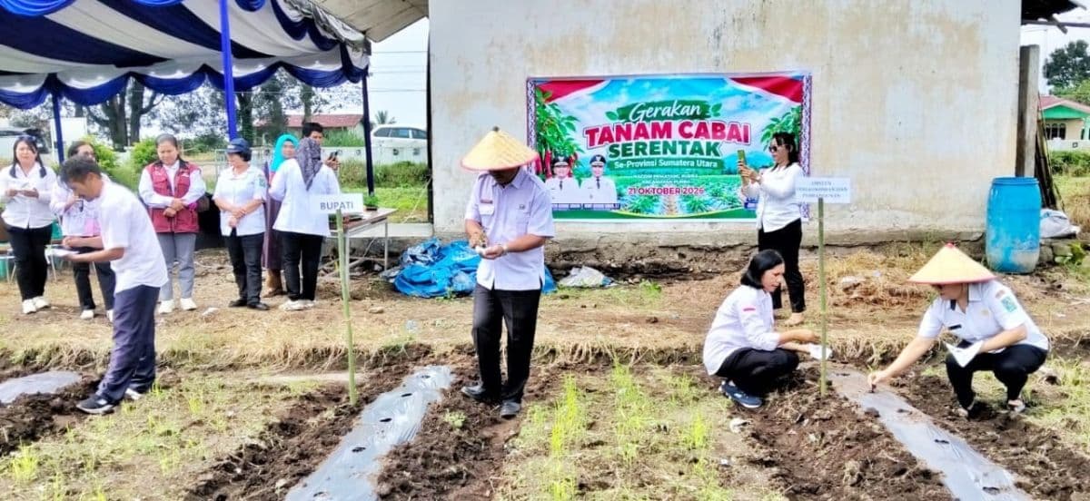 simalungun_tanam_cabai_serentak_jaga_pasokan_dan_harga_jelang_nataru