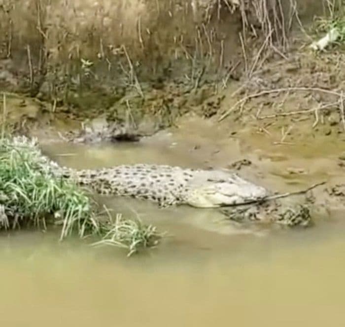 warga_heboh_buaya_besar_terekam_di_sungai_wampu_langkat