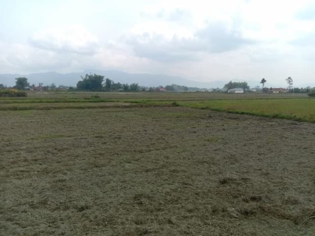 kekeringan_ancam_musim_tanam_padi_di_porsea