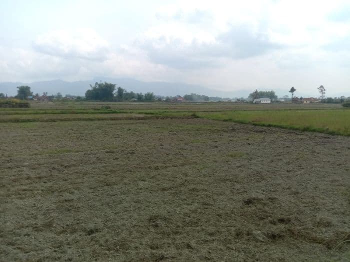 kekeringan_ancam_musim_tanam_padi_di_porsea