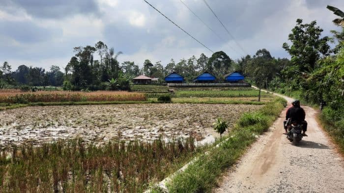 abaikan_harga_gabah_kering_rp6500_petani_di_panei_pilih_jual_padi_basah
