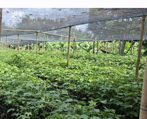 asn_dairi_diminta_wajib_beli_bibit_pohon_untuk_asri_dananya_diduga_diselewengkan_camat_sumbul