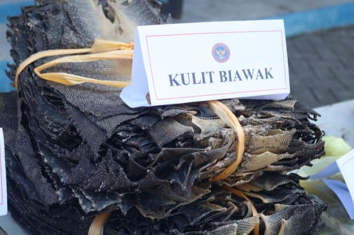 karantina_sumut_musnahkan_1984_lembar_kulit_biawak_ilegal_dari_malaysia
