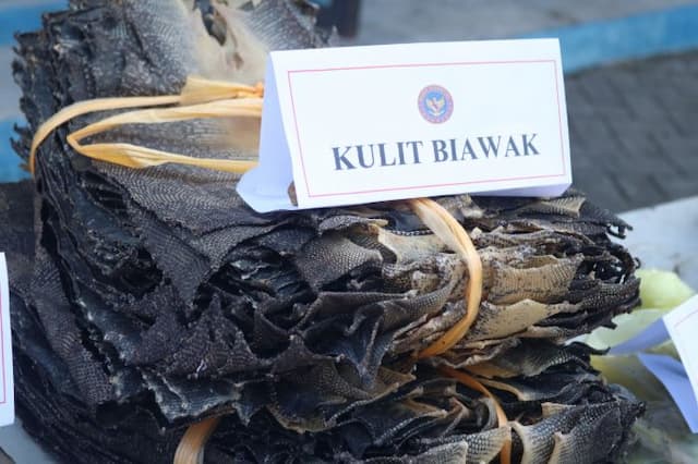karantina_sumut_musnahkan_1984_lembar_kulit_biawak_ilegal_dari_malaysia