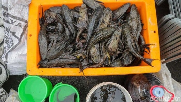 lebih_dari_10_ribu_ton_ikan_sapusapu_ditangkap_di_jakarta_pemprov_siapkan_sop_pemusnahan_aman