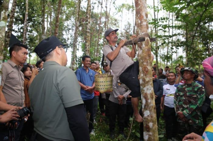 bupati_taput_dorong_komoditi_kemenyan_menjadi_produk_unggulan_daerah