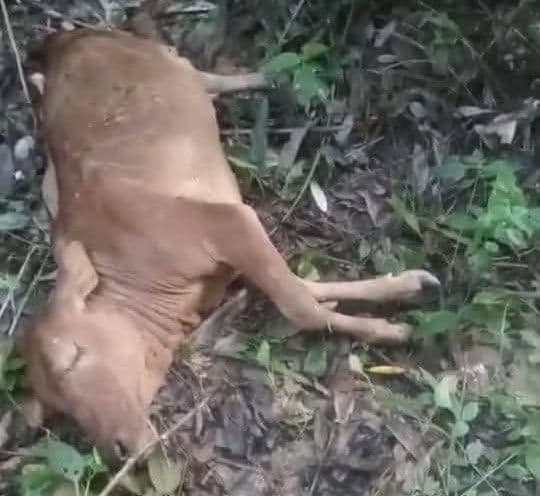 harimau_sumatera_mangsa_lembu_warga_di_langkat_masyarakat_diminta_berhatihati