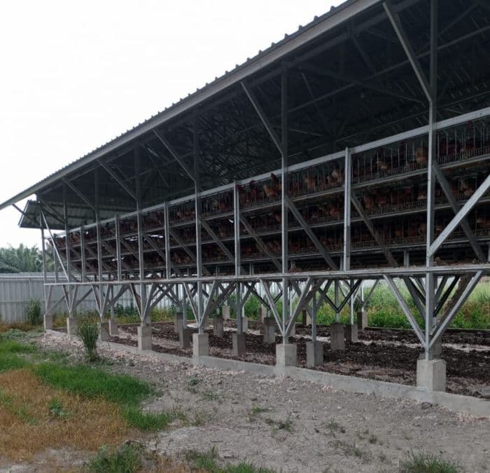 dkpp_dukung_pengembangan_peternakan_ayam_petelur_di_siantar