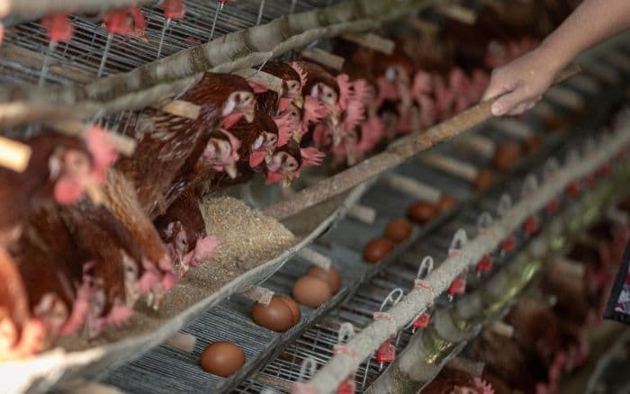 konflik_asiran_picu_kenaikan_harga_pakan_ternak_protein_murah_kian_sulit