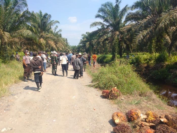 pt_csil_klaim_rugi_rp563_juta_usai_ratusan_ton_sawit_dipanen_pihak_koperasi