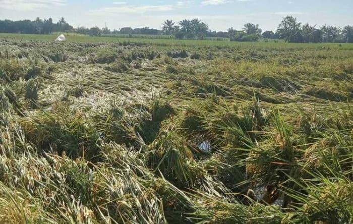 hujan_angin_di_binjai_rusakkan_tanaman_padi_petani_terancam_gagal_panen