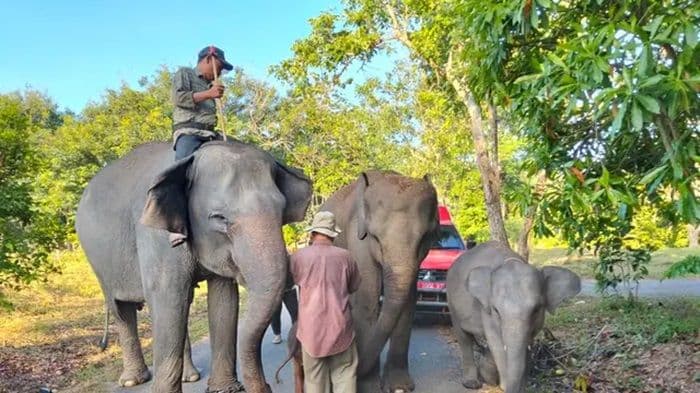 alhamdulillah_kebakaran_way_kambas_padam_seluruh_gajah_sumatra_dinyatakan_aman_