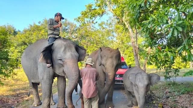 alhamdulillah_kebakaran_way_kambas_padam_seluruh_gajah_sumatra_dinyatakan_aman_