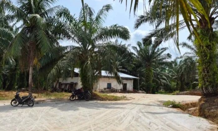 legalitas_kebun_sawit_pt_sijabut_di_asahan_disorot_hgu_3624_hektare_belum_terlihat