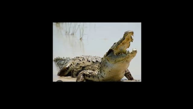 nelayan_hamparan_perak_resah_buaya_muara_4_meter_muncul_di_sungai_belawan