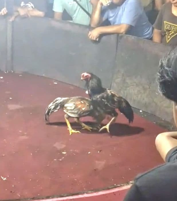 warga_minta_polisi_tertibkan_gelanggang_judi_sabung_ayam_di_tigalingga_
