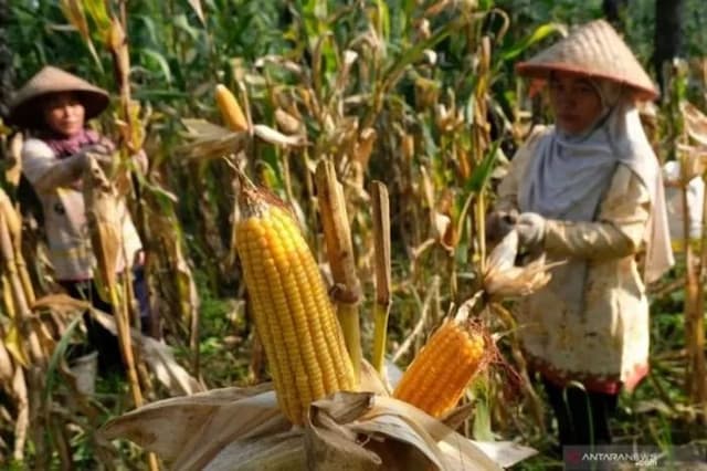 menunggu_penugasan_bapanas_bulog_sumut_belum_bisa_stabilkan_harga_jagung