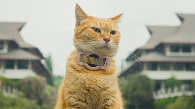 film_meong_karya_mahasiswa_itb_raih_penghargaan_internasional