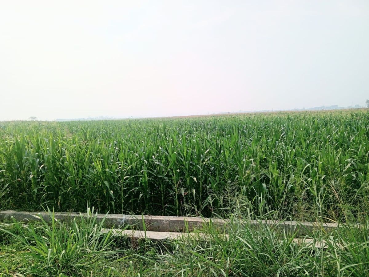 harga_jagung_pipil_di_toba_rp6500_per_kg_petani_berharap_bertahan_hingga_nataru
