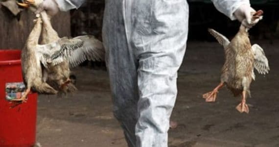 temuan_flu_burung_di_new_york_lebih_dari_100000_bebek_dimusnahkan